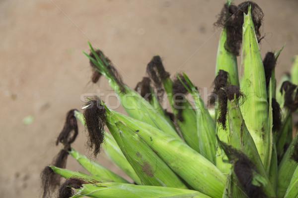 Corn cob and green leaves Stock photo © boggy