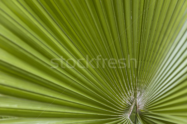 Green palm leaf Stock photo © boggy