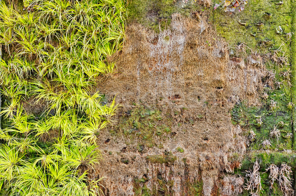 Old green ecological wall background Stock photo © bogumil