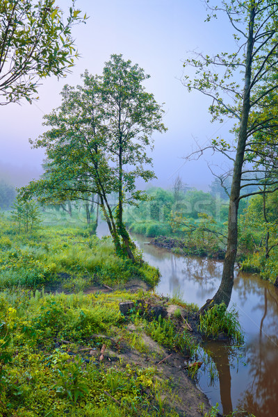 Foggy morning with tree at the edge of a brook Stock photo © bogumil