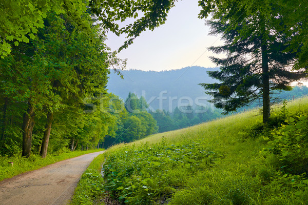Morning landscape with path by the park in the mountains. Stock photo © bogumil