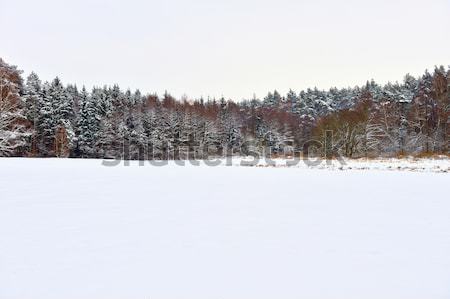 Winter landscape with forest and white sky Stock photo © bogumil