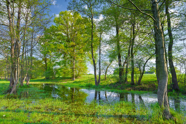 Fák mocsár természet tartalék napos tavasz Stock fotó © bogumil