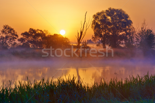 Beautiful foggy sunrise over the Narew river.  Stock photo © bogumil