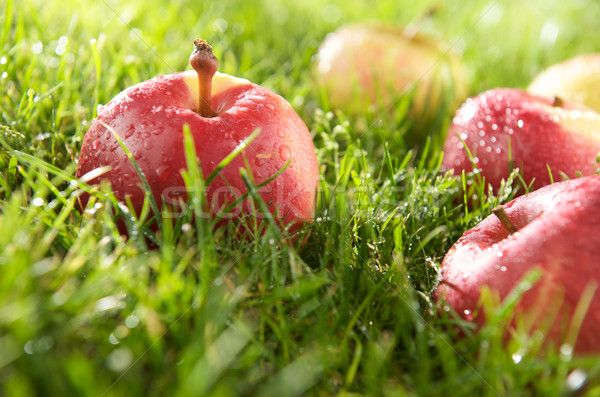 Сток-фото: яблоко · роса · свежие · яблоки · трава · воды