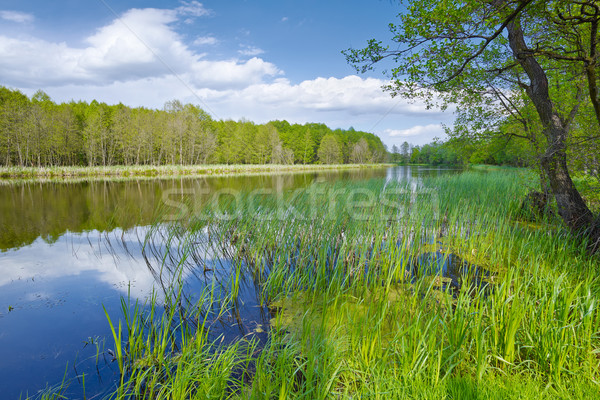 Spring landscape with Sweet Flag in The Narew River. Nature rese Stock photo © bogumil