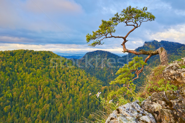 [[stock_photo]]: Pin · haut · montagne · montagnes · gamme · Pologne