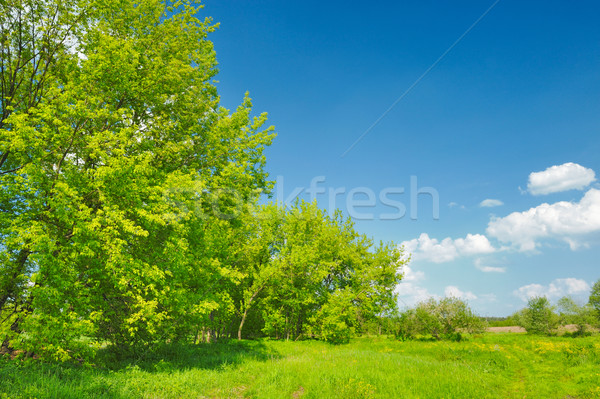 Spring landscape with trees growing in the meadow Stock photo © bogumil