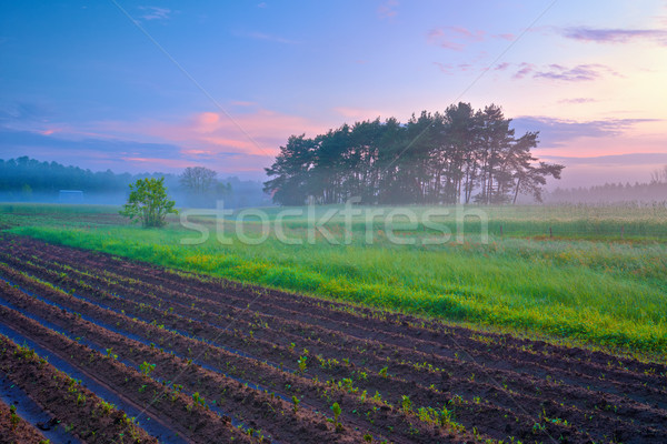 Beautiful morning landscape with field and trees in the fog. Stock photo © bogumil