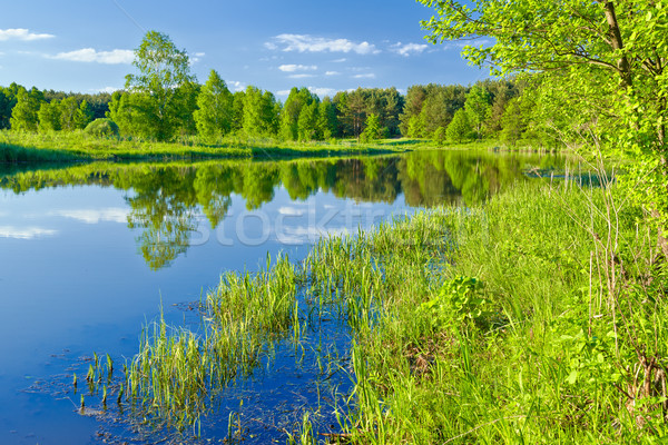 Ultimo selvatico panorama fiume acqua albero Foto d'archivio © bogumil