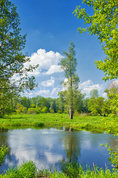 Summer landscape with lonely tree Stock photo © bogumil