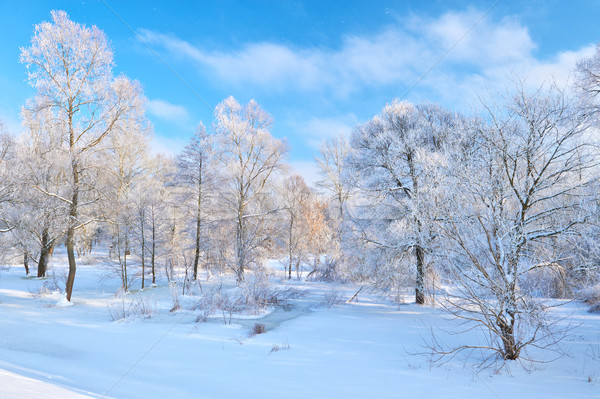 Beautiful snowy landscape by the Narew river valley. Stock photo © bogumil