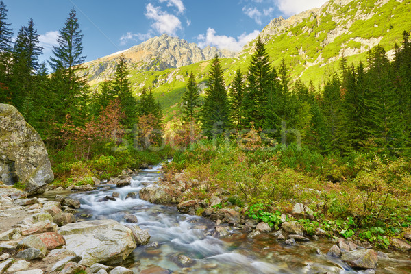 Stream alto montagna valle parco natura Foto d'archivio © bogumil