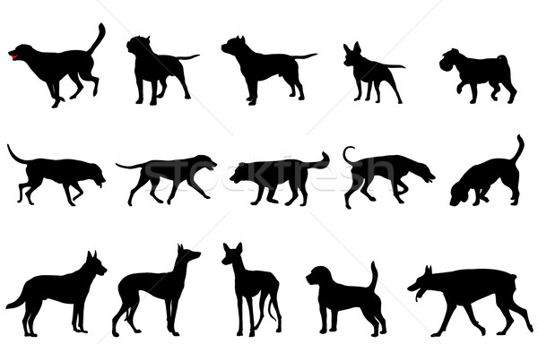 dogs collection silhouettes Stock photo © bokica