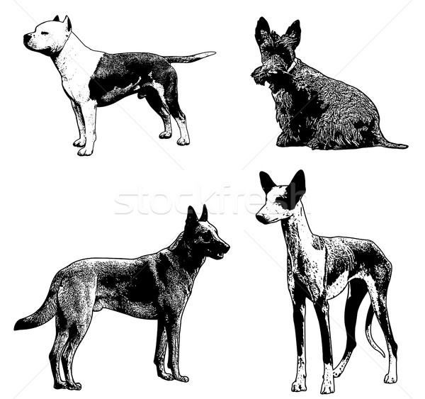 dog breeds sketch illustration Stock photo © bokica