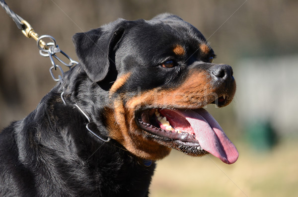 Rottweiler cão serviço close-up Foto stock © bokica