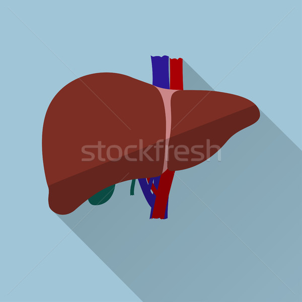 Human liver flat design Stock photo © BoogieMan