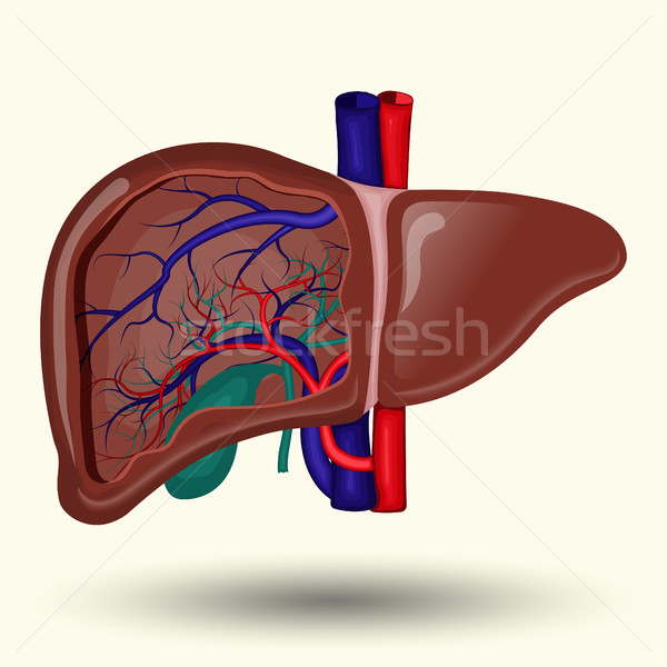 Human liver icon Stock photo © BoogieMan