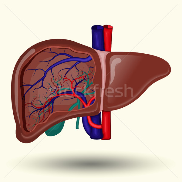 human liver cartoon Stock photo © BoogieMan