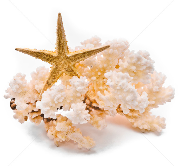 White coral and starfish Stock photo © Borissos