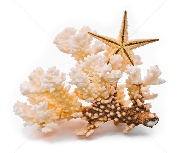 Foto stock: Blanco · de · coral · estrellas · de · mar · aislado · naturaleza · mar