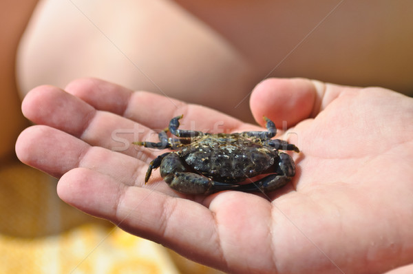 Peu crabe Palm enfant plage [[stock_photo]] © Borissos