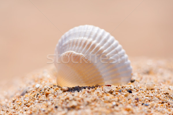 Stock photo: Seashell on sand close up. 