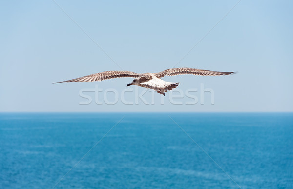 Stok fotoğraf: Uçan · martı · deniz · gökyüzü · doğa · yaz