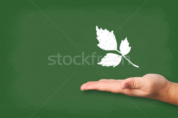 Leaves drawn chalk on blackboard with hand. Stock photo © borysshevchuk