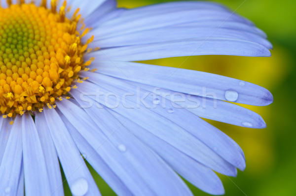 Daisy waterdruppels bloem schoonheid zomer Stockfoto © borysshevchuk