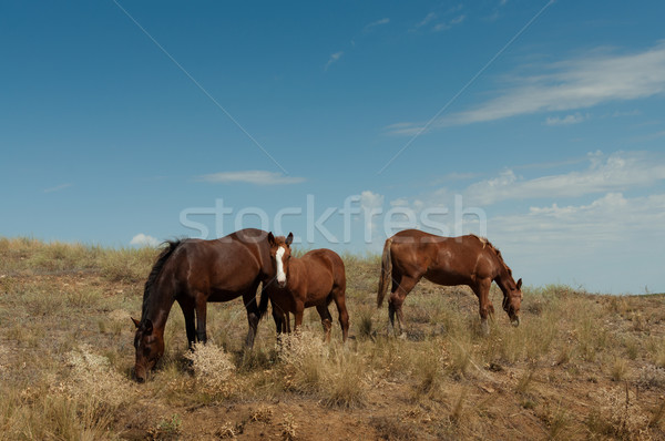 Cavalo potro céu natureza Foto stock © borysshevchuk