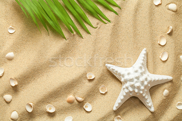 Summer Background with Green Palm Leaf, Starfish and Shells Stock photo © Bozena_Fulawka
