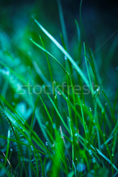 Hierba hierba verde gotas de agua primavera agua fondo Foto stock © Bozena_Fulawka