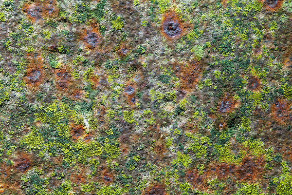 Rusty hierro edad musgo textura Foto stock © Bozena_Fulawka