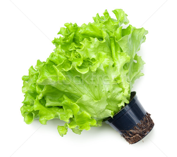 Lettuce Salad in Pot Isolated on White Background  Stock photo © Bozena_Fulawka