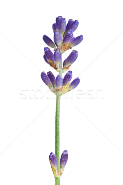 Lavender Flower Stock photo © Bozena_Fulawka