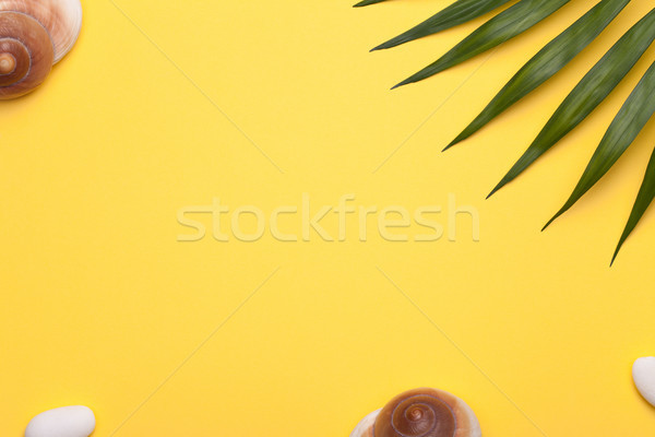 Vacaciones conchas hoja verde palma espacio de la copia Foto stock © Bozena_Fulawka