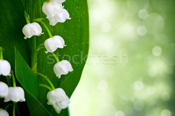 Stock photo: Lily-of-the-valley