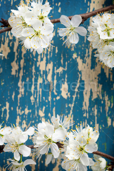 Tavaszi virágok fából készült szilva virág copy space felső Stock fotó © Bozena_Fulawka