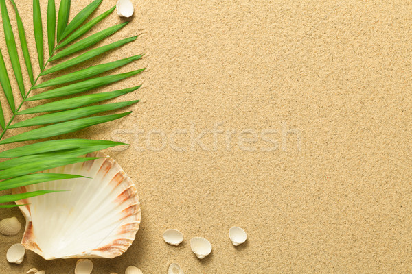 Summer Background with Green Palm Leaf and Shells Stock photo © Bozena_Fulawka