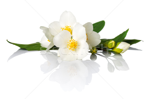 Virágok fehér makró lövés tavasz zöld Stock fotó © Bozena_Fulawka