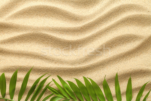 été vert feuilles de palmier plage texture espace de copie [[stock_photo]] © Bozena_Fulawka