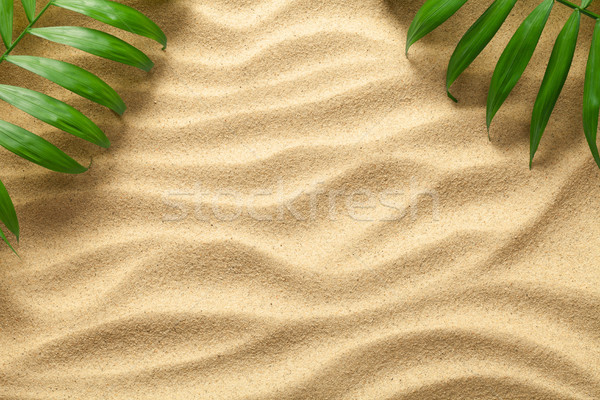 Foto stock: Verano · verde · hojas · de · palma · playa · textura · espacio · de · la · copia