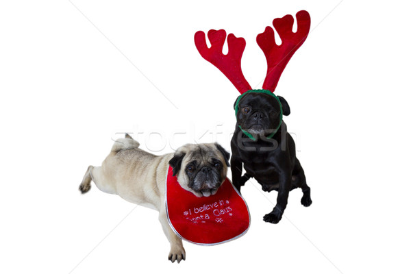 Two Pugs Wearing Christmas Attire Stock photo © bradleyvdw