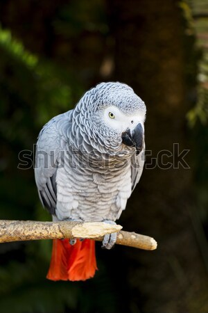 African Grey Parrot Portrait 5 Stock photo © bradleyvdw