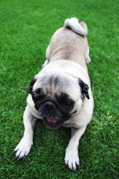 Cute Biege Pug Lying on Grass Yawning Stock photo © bradleyvdw