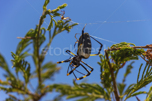 Golden Orb Weaver Spider with a Young Baby 2 Stock photo © bradleyvdw