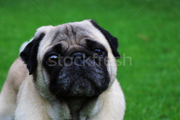 Adorable Beige Pug Outdoor Portrait 1 Stock photo © bradleyvdw