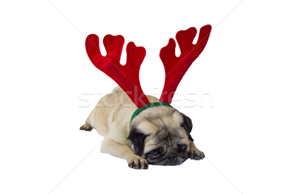 Beige Pug Wearing Christmas Attire 9 Stock photo © bradleyvdw