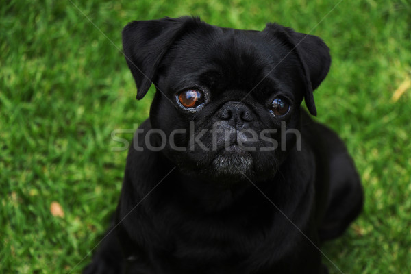 Adorable Black Pug Outdoor Portrait 1 Stock photo © bradleyvdw